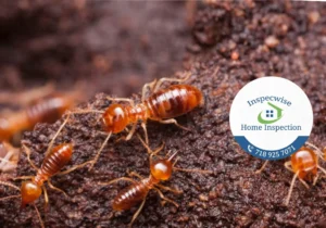 Family owned pest control near me